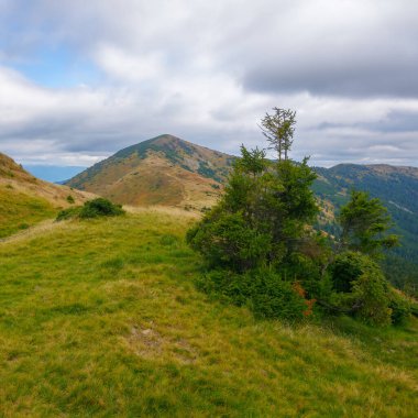 Sonbaharda Karpatlar 'ın dağ manzarası. Strymba sırtında renkli çimler olan doğa manzarası. Tepelerdeki ağaçlar Bulutlu bir gökyüzünün altında