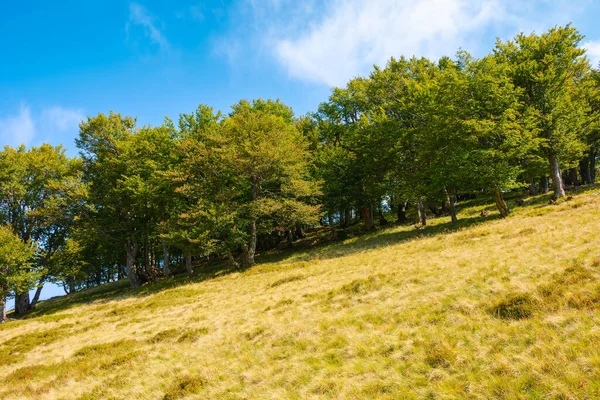 急な芝生の丘の上にブナ林 晴れた秋の日の自然風景 — ストック写真