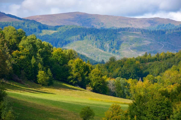Berglandschaft Frühen Herbst Bäume Auf Dem Grasbewachsenen Hügel Fleckigem Licht — Stockfoto