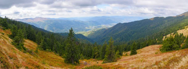 Panorama Mountainous Countryside Autumn Colorful Grassy Meadows Spruce Forest Hillside — Stock Photo, Image