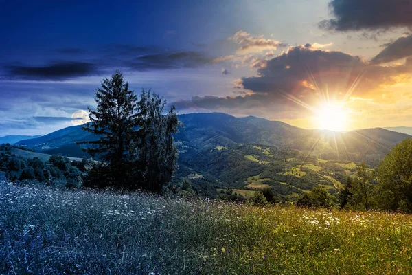 Baum Auf Einem Grasbewachsenen Feld Tag Und Nacht Wechseln Konzept — Stockfoto