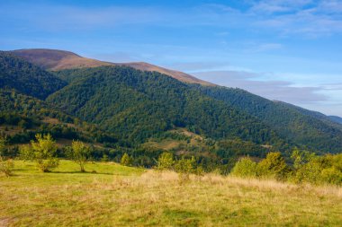 Güneşli bir sabahta dağ manzarası. Tepedeki çayırın arkasındaki orman. Puslu vadinin üstündeki mavi gökyüzünde yüksek bulutlar. Güzel kırsal doğa manzarası Sonbaharın başlarında