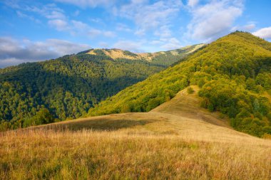 Karpatya dağ manzarası. Strymba Tepesi 'nin ormanlık tepesinde akşam ışığında çimenli çayır. Mavi gökyüzünde kabarık bulutlarla güneşli sonbahar havası