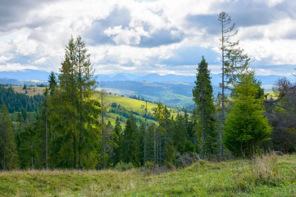 Nadelwald Auf Dem Grashügel Bergige Landschaft Frühherbst Einem Bewölkten Tag — Stockfoto
