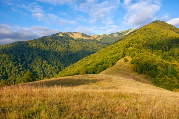 Karpatská Horská Krajina Travnatá Louka Zalesněném Kopci Hřebene Strymby Večerního — Stock fotografie