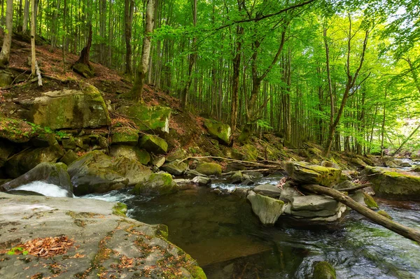 Schnelle Wasserströmung Park Uralter Buchenwald Frühling Schöne Naturkulisse — Stockfoto