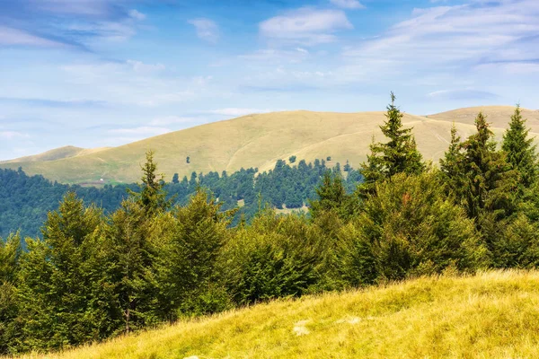 Forest Hill Bright Summer Day Beautiful Landscape Carpathian Mountains — Stock fotografie