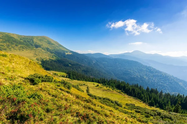 朝の光の中の夏の山の風景 遠くのホバラのピーク 雲に青い空 草原や森林地帯の丘です カルパチアのチョルノホラ尾根の美しい景色 ウクライナ — ストック写真