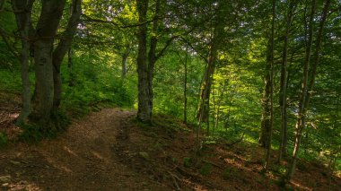 Kayın ormanına giden yol. Güzel doğa manzarası. Yeşil manzara konsepti. Güneşli bir günde benekli ışıkta seyahat