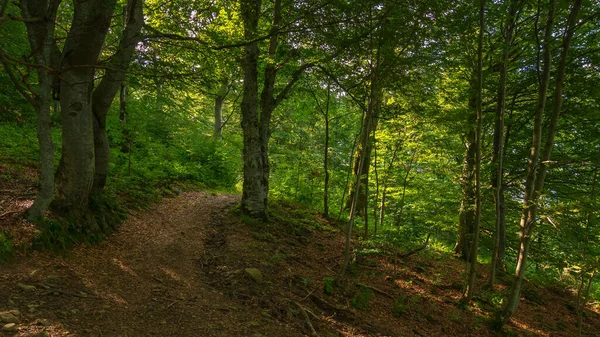 Camino Través Del Bosque Hayas Hermosa Escena Naturaleza Aire Libre — Foto de Stock
