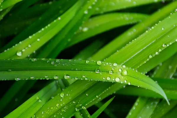Duggdråper Gressbladene Levende Grønne Omgivelser Nærmer Seg Bakgrunnen Etter Regnet – stockfoto