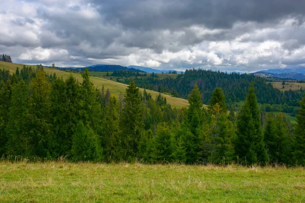 Coniferous Forest Grassy Hill Mountainous Landscape Early Autumn Cloudy Day — Stock Photo, Image