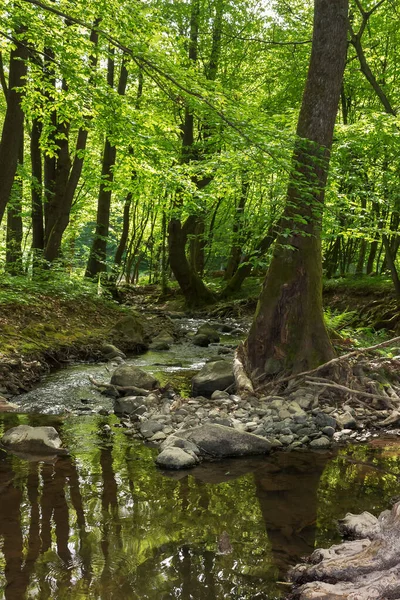 Небольшая Река Карпатских Буковых Лесах Глубокий Лес Заросшем Свете Зеленые — стоковое фото