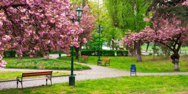 Kiraz çiçeğine park et. Baharda güzel bir şehir manzarası. Ukrayna 'da Hanami sezonu