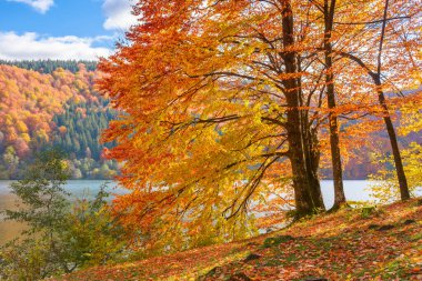 Göl kıyısındaki kayın ormanı. Güneşli bir sonbahar öğleden sonrasında harika bir doğa manzarası. Gökyüzü, uzak dağların tepesinde kabarık bulutlarla. Transcarpathia, Ukrayna