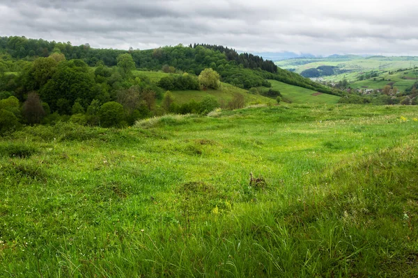 Karpatská Krajina Jaře Travnaté Louky Venkovská Pole Zalesněné Svahy Kopcích — Stock fotografie