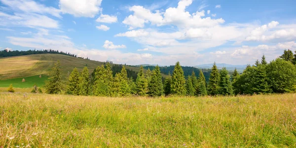 Paisaje Del Campo Los Cárpatos Verano Campos Hierba Prados Bajo —  Fotos de Stock