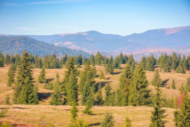 Çimenli tepelerdeki çam ağaçları. Apuseni Ulusal Parkı 'nda güneşli bir sonbahar sabahı. Avrupa 'yı gezmek, Romanya topraklarını keşfetmek
