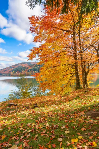 Tereblia River Reservoir Carpathian Mountains Wonderful Autumn Landscape Warm Sunny — ストック写真