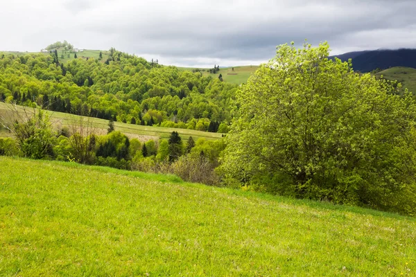 Красивые Сельские Пейзажи Весной Ландшафт Карпатах Свежими Зелеными Лугами Еловыми — стоковое фото