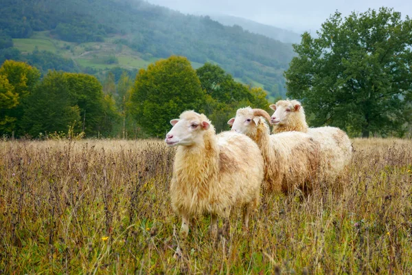 Сільські Пейзажі Дощовий Осінній День Таран Дві Вівці Лузі Вивітрюваній — стокове фото