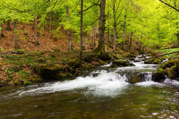 Rychlý Potok Parku Prvotní Bukový Les Jaře Krásná Přírodní Scenérie — Stock fotografie