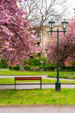 Güzel sakura ağaçlarının altında yürüyüş yolu. Bahar mevsiminde kiraz çiçeği. Sabahın köründe boş park