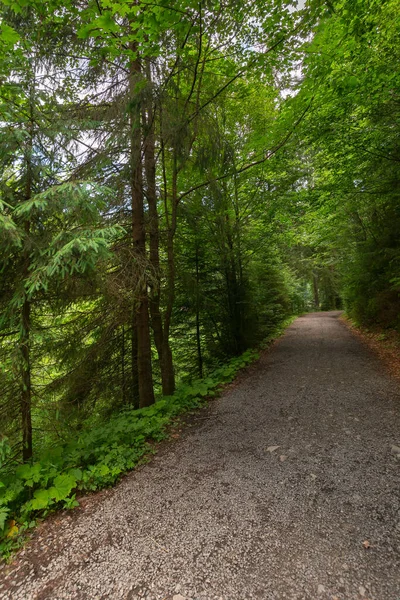 Lesní Cesta Přírodním Parkem Synevyr Venkovní Letní Krajina Slunečného Dne — Stock fotografie