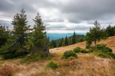 Dağ tepesinde patika. Çayırdaki ağaçların üzerinde sarı otlar olan manzara. Bulutlu bir gökyüzünün altındaki sırtta. Karpatların güzel sonbahar manzarası.