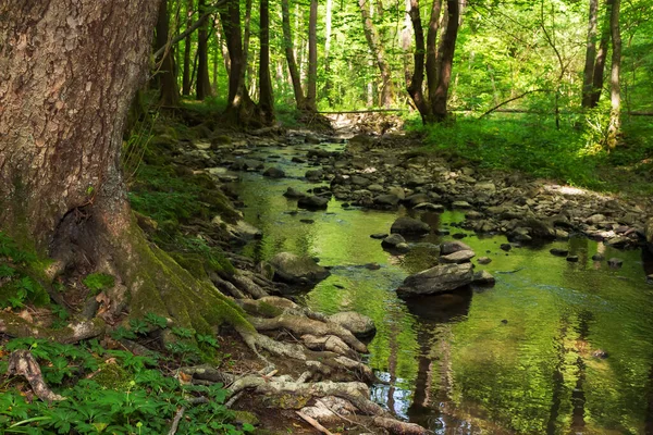 Water Stream Carpathian Beech Woods Deep Forest Dappled Light Green — Stock Photo, Image