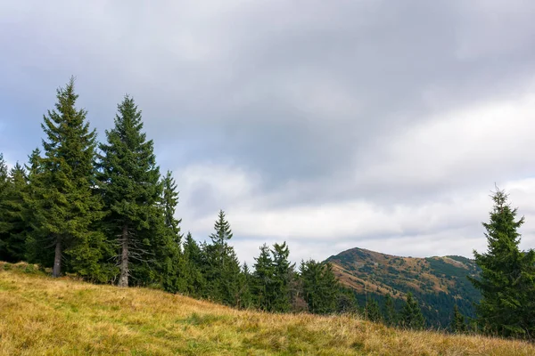 Árboles Coníferas Prado Hermoso Paisaje Montaña Del Parque Nacional Synevyr — Foto de Stock