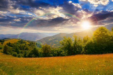 green pasture in carpathian mountain landscape at sunset. beautiful countryside scenery in summer in evening light. sunny weather with fluffy clouds