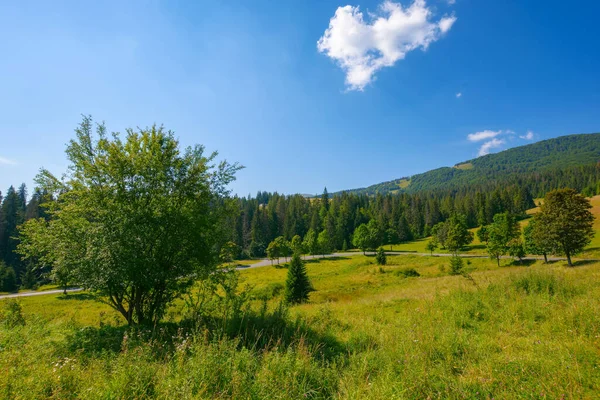 trees on the hill by the road. countryside scenery with grassy pasture and forest on the hill. sunny summer weather with fluffy clouds