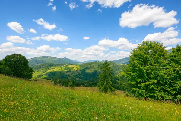 Grassy Field Hill Carpathian Countryside Beautiful Mountain Landscape Summer Warm — Foto Stock