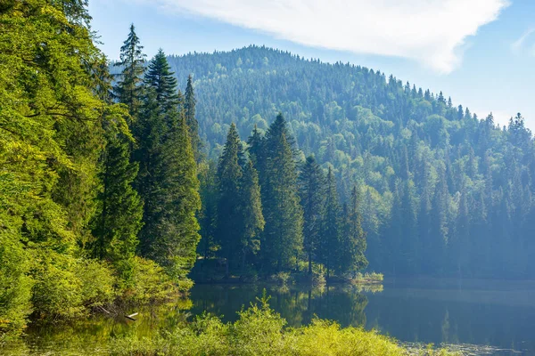 Wild Lake Coniferous Forest Wonderful Nature Scenery Carpathian Mountains Sunny — Fotografia de Stock