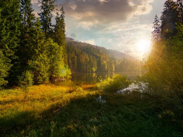 Meer Tussen Sparren Bos Bij Zonsondergang Verbluffende Natuur Karpaten Bergen — Stockfoto