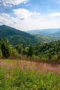 Tepede açan mor çiçekler. Güneşli bir yaz gününde dağlık Karpatya kırsalında tatil. Kırsal vadiye doğru inen tepelerdeki çayırları ve ormanları olan bir manzara.