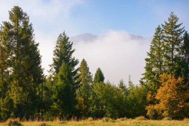 Çimenli yamaçtaki çam ağaçları. Puslu mavi gökyüzüne yükselen sis. Sonbaharda sıcak güneşli bir sabah