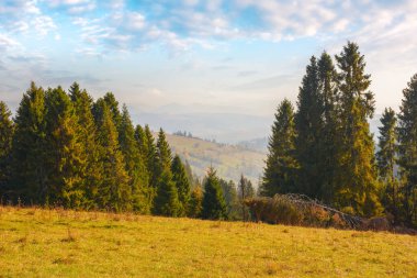 Çayırdaki çam ağaçları. Uzakta kırsal vadi var. Mavi gökyüzünde yumuşak bulutlar olan güneşli bir hava. Akşam ışığında kırsal bir manzara