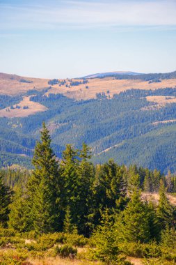 Çayırdaki çam ağaçları. Uzakta Apuseni dağlarının ormanlı tepeleri. Güneşli bir gün. Romanya seyahati