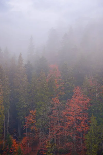 Coniferous Forest Autumn Gloomy Weather Overcast Sky Foggy Nature Background — Photo