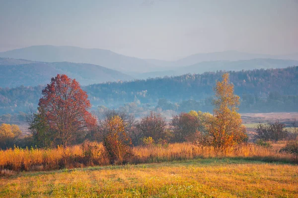 가을의 아름다운 지역입니다 빨간색 주황색의 나무들이 있노라 안개낀 — 스톡 사진