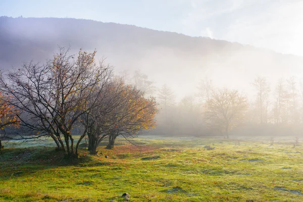 Carpathian Countryside Misty Autumn Morning Nature Scenery Grassy Meadow Forest — Stock fotografie