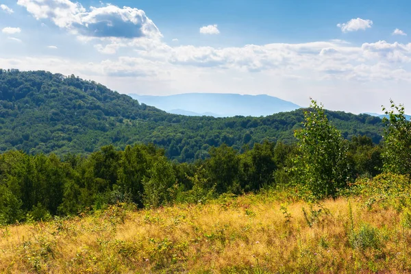 Idyllic Landscape Carpathian Alps Fresh Green Meadows Forest Hills Clouds — Stock Photo, Image