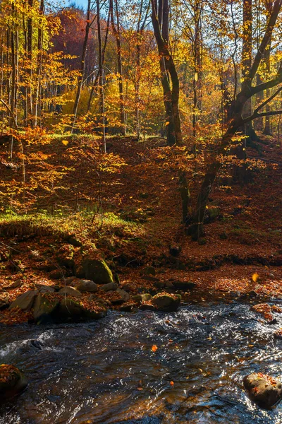 Water Stream Forest Beautiful Autumn Nature Scenery Colorful Foliage Trees — Stock Photo, Image