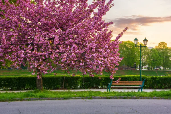 Gün doğumunda kiraz çiçeği açar. Sabahın köründe boş bir park. Güzel sakura ağaçlarının altında yürüyüş yolu