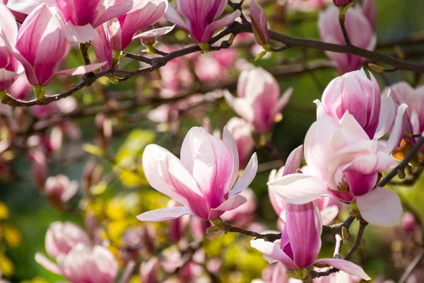 Magnolia Tree Blossom Background Pink Flower Branch Summer Natural Soft — Stockfoto