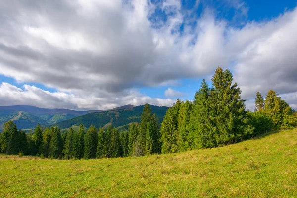 Carpathian Landscape Autumn Spruce Trees Grassy Hill Cloudy Sky Rural — Stock Photo, Image