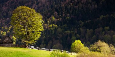 Dağlardaki kırsal alan. Tepedeki ağaç ve ahşap ahır. Noktalı ışıkta doğa manzarası