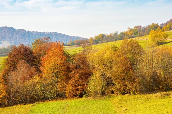 Bomen Kleurrijk Gebladerte Het Platteland Prachtig Landschap Met Grazige Glooiende — Stockfoto